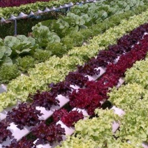 สมาชิกหมายเลข 2358299