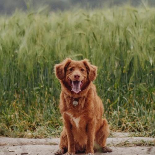 สมาชิกหมายเลข 6399630