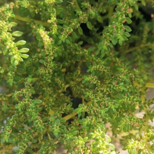 สมาชิกหมายเลข 6412448