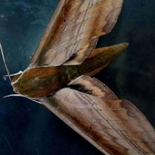 สมาชิกหมายเลข 8897571