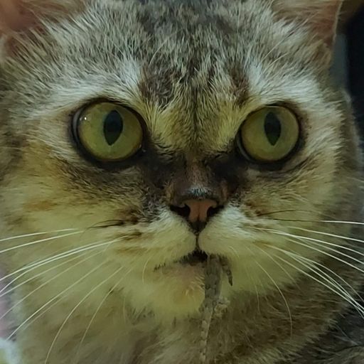 สมาชิกหมายเลข 2095170