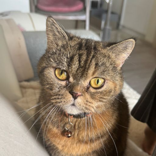 สมาชิกหมายเลข 4754011