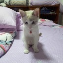 แมวมะลิสีขาว