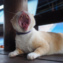 สมาชิกหมายเลข 1827686