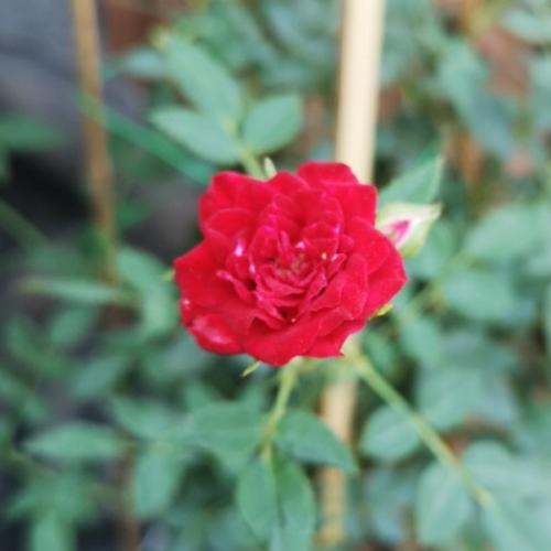 สมาชิกหมายเลข 5810598