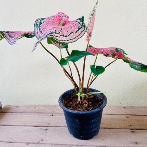 สมาชิกหมายเลข 6412745