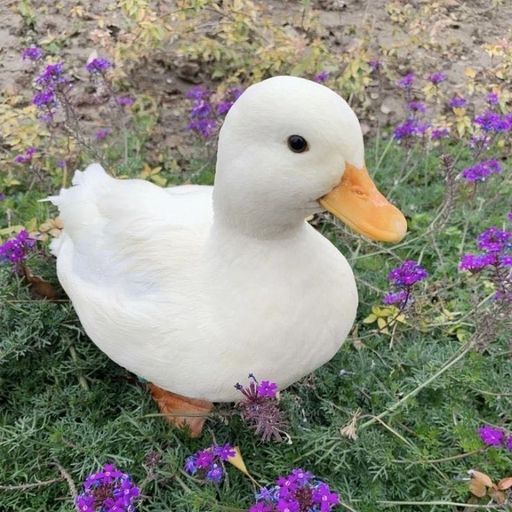 มามีมี่