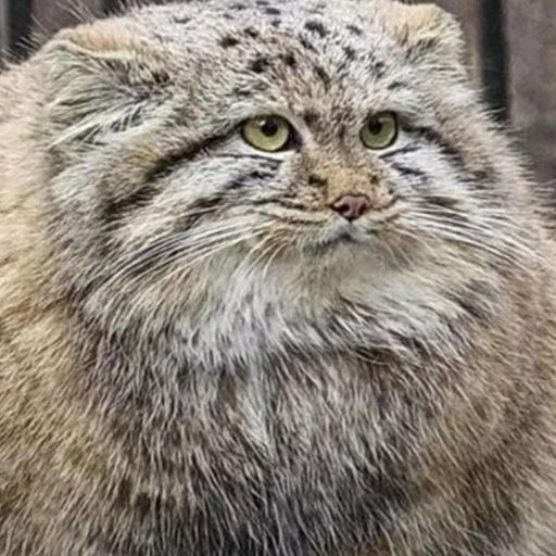 สมาชิกหมายเลข 9299489