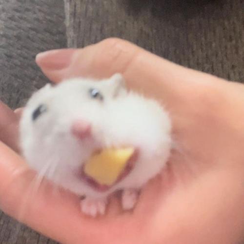 สมาชิกหมายเลข 8895162