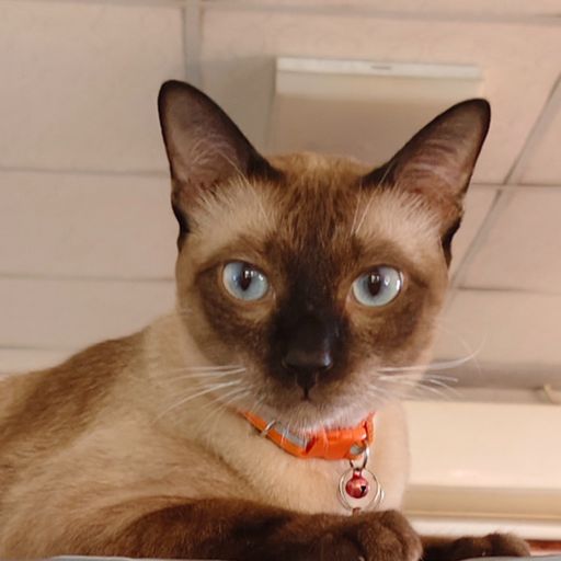 สมาชิกหมายเลข 9302332