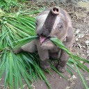 ช้างน้อยคอยอ้อย