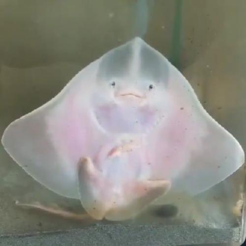 สมาชิกหมายเลข 4650325