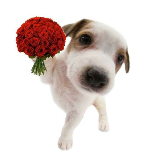 สมาชิกหมายเลข 7740017