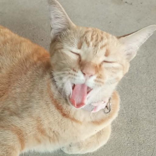 หัวไชเท้าผู้กล้าหาญ