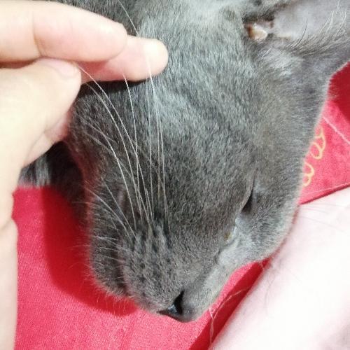 สมาชิกหมายเลข 4545810