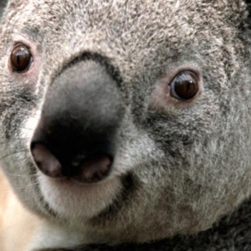 ร่อนเร่ขายฝัน