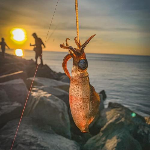 สมาชิกหมายเลข 7279551