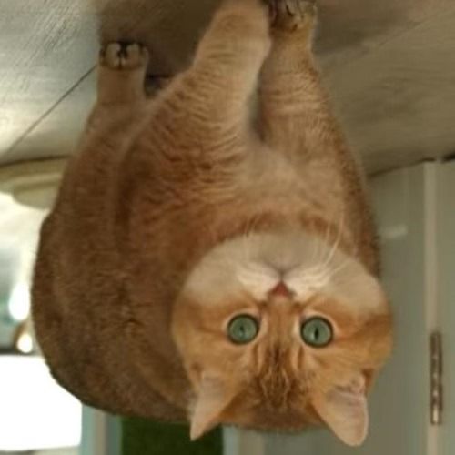 สมาชิกหมายเลข 7720522