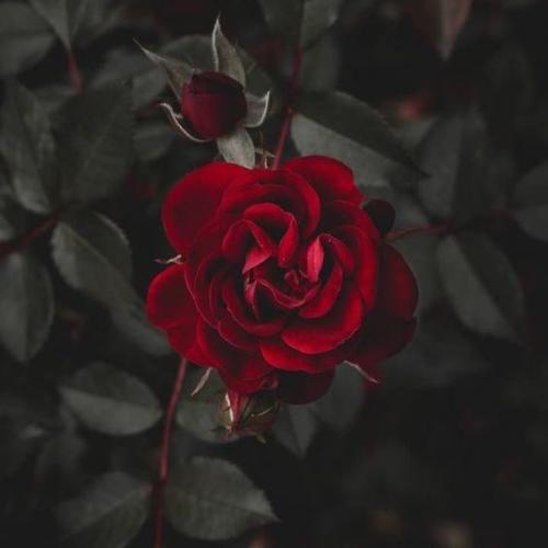 สมาชิกหมายเลข 3050945