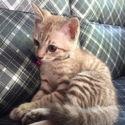 สมาชิกหมายเลข 700368