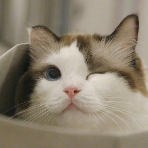 สมาชิกหมายเลข 4461019