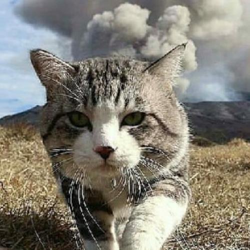 สมาชิกหมายเลข 4518700