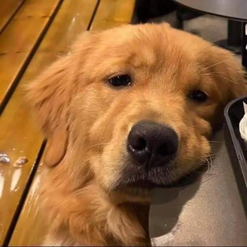 สมาชิกหมายเลข 4937389