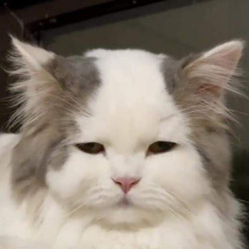 สมาชิกหมายเลข 3333927