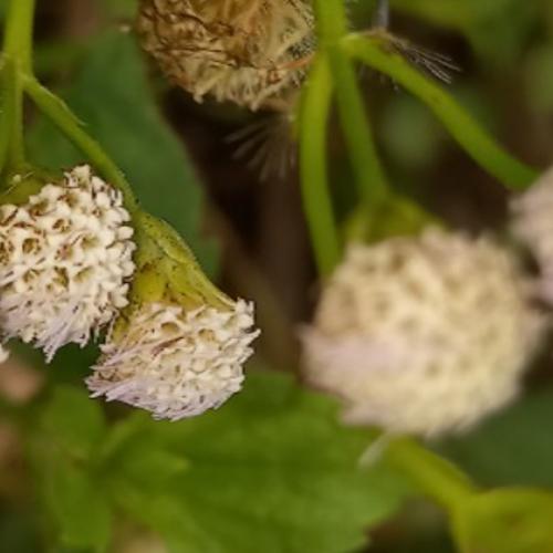 สมาชิกหมายเลข 8374988