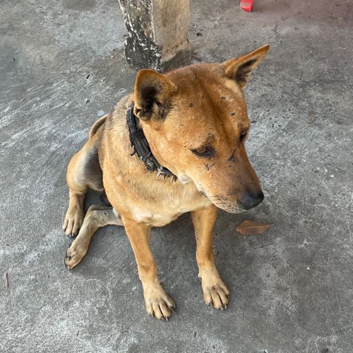 สมาชิกหมายเลข 5146997