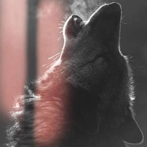 สมาชิกหมายเลข 5854350