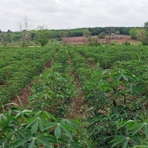 สมาชิกหมายเลข 6264644