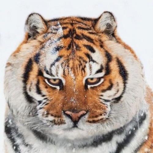 สมาชิกหมายเลข 7110087