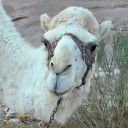 แต่ทว่า ความพยายามเป็นศูนย์