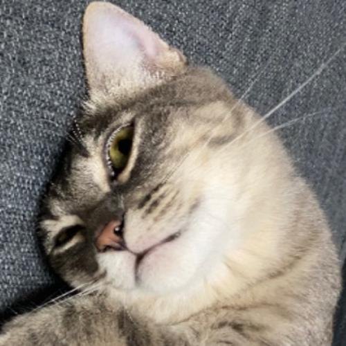 สมาชิกหมายเลข 2559410