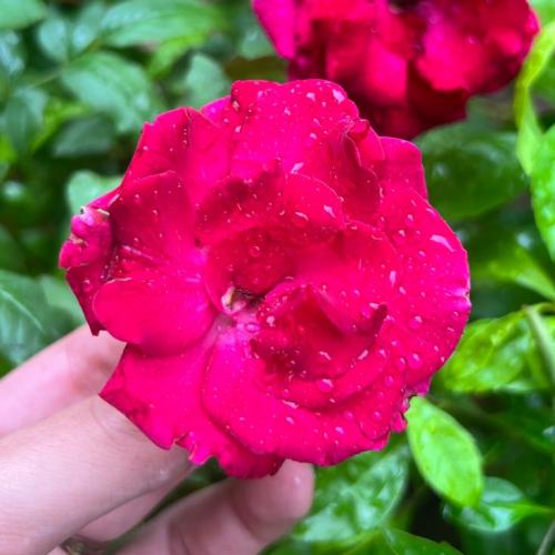 สมาชิกหมายเลข 7894279