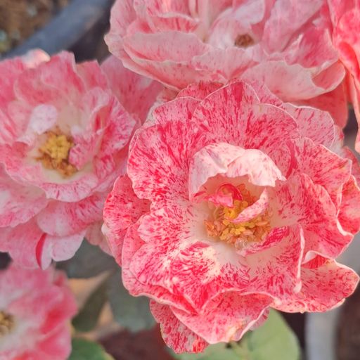 สมาชิกหมายเลข 1347545