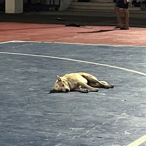 สมาชิกหมายเลข 9317172