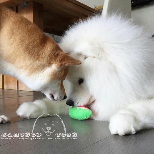 สมาชิกหมายเลข 4595701