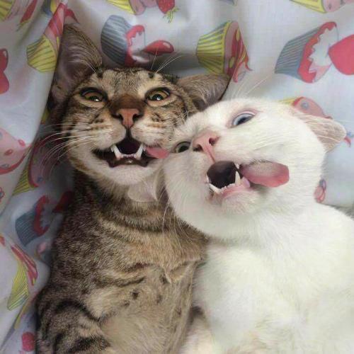 สมาชิกหมายเลข 5285209