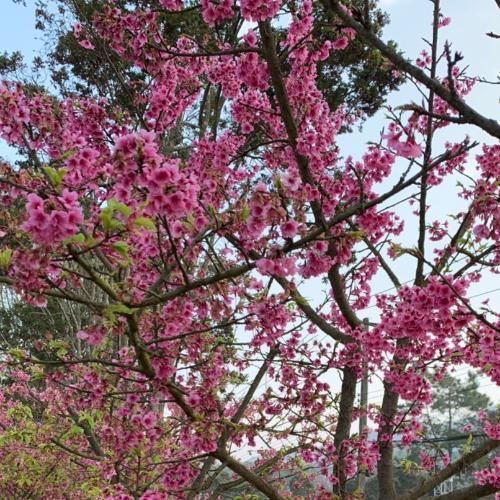 สมาชิกหมายเลข 6418889