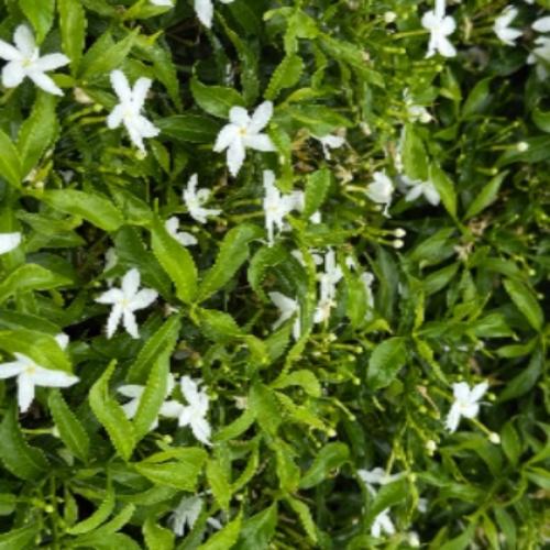 สมาชิกหมายเลข 8908170