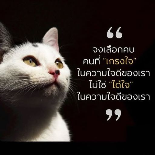 สมาชิกหมายเลข 1957648
