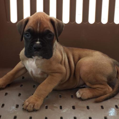 สมาชิกหมายเลข 4596010