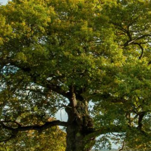 สมาชิกหมายเลข 6831386