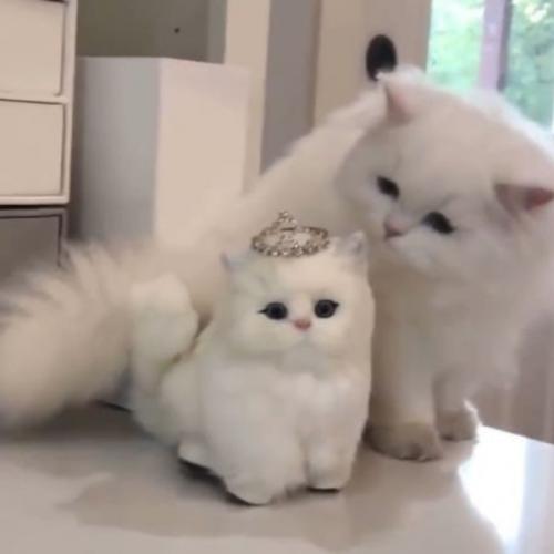 สมาชิกหมายเลข 7018200