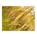 เจ้าใบข้าวตัวกลม