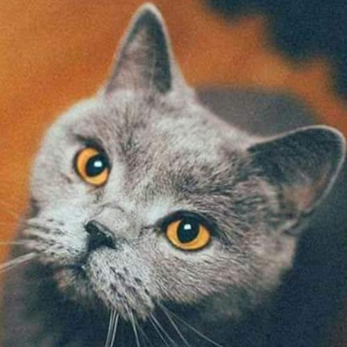 สมาชิกหมายเลข 4943757