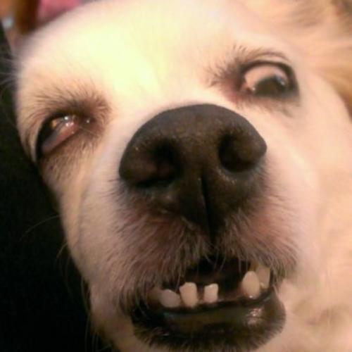 สมาชิกหมายเลข 6419850