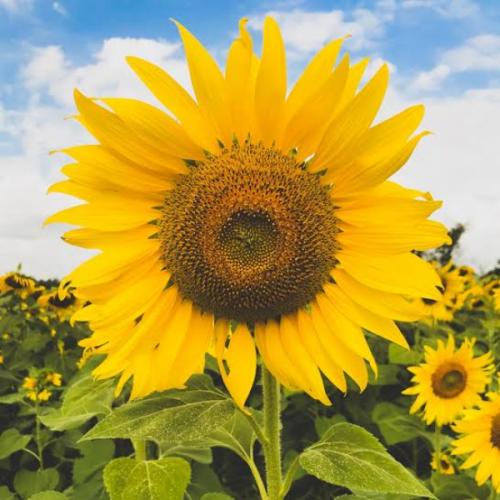 สมาชิกหมายเลข 5659403